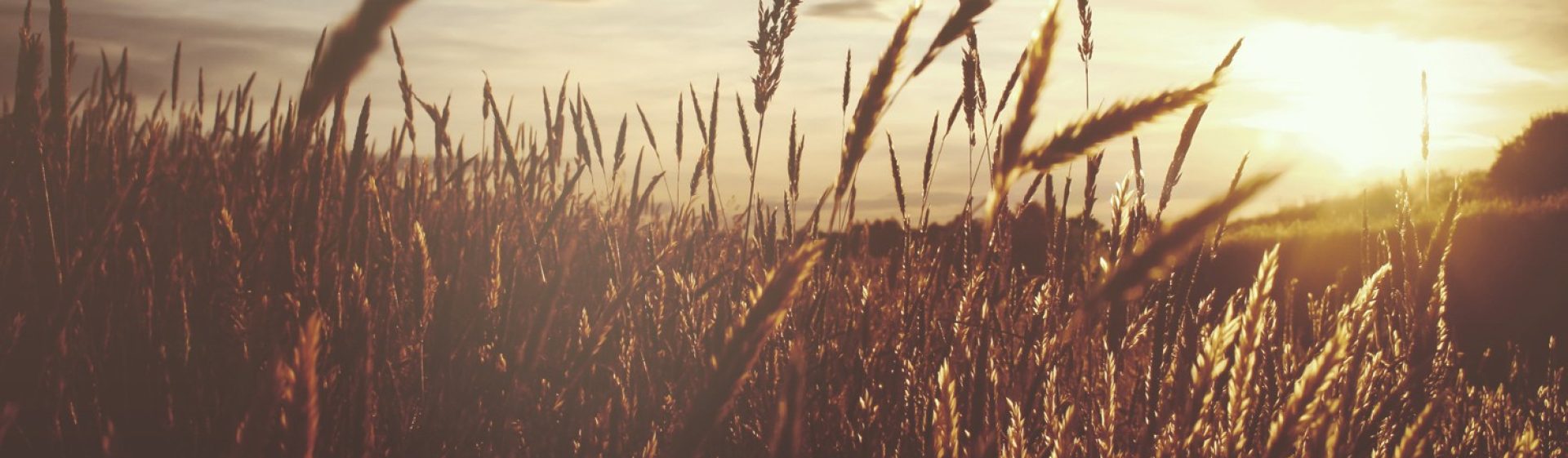 Sunset Over the Wheat Field Church Worship Background